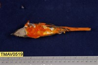 藏品(灰喉山椒鳥)的圖片